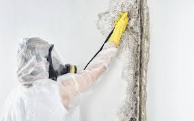 Trusted Elmsford, NY Mold Removal & Remediation Experts